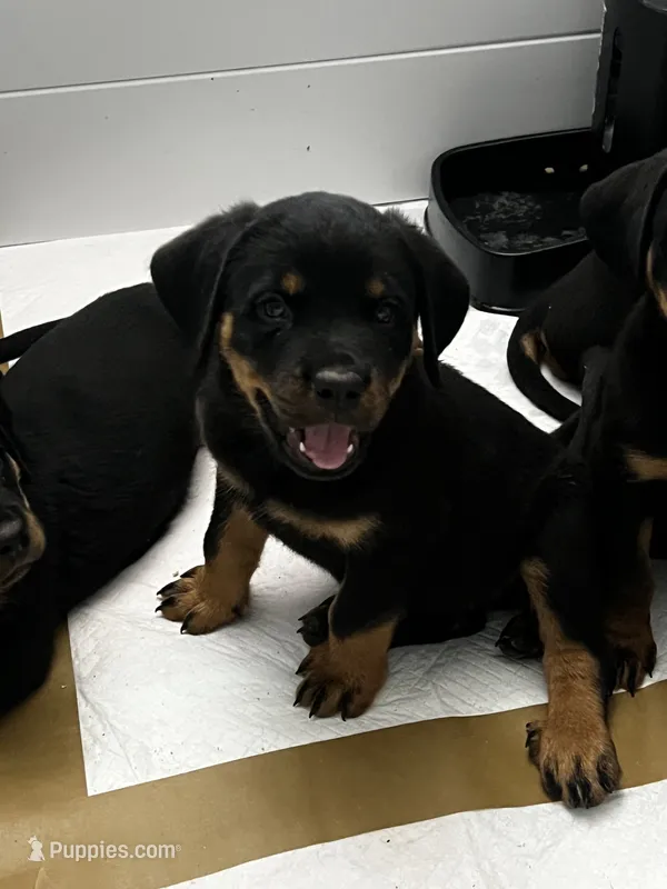 Debbie – Rottweiler puppy for sale in Central Islip, NY