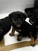 Debbie, a female Rottweiler for sale in Central Islip, NY – 1 of 3