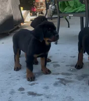 Blackie jr, a male Rottweiler for sale in Central Islip, NY – 1 of 3