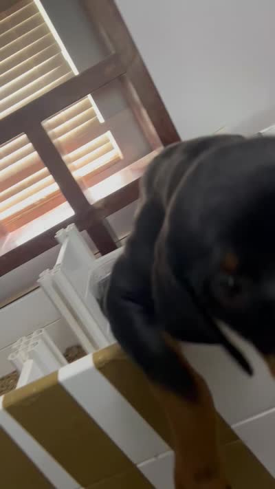 Bella, a female Rottweiler for sale in Central Islip, NY – 3 of 3