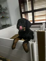 Bella, a female Rottweiler for sale in Central Islip, NY – 2 of 3
