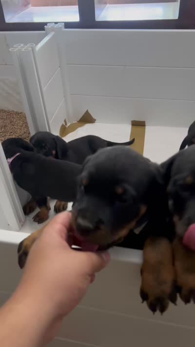 Debbie, a female Rottweiler for sale in Central Islip, NY – 3 of 3