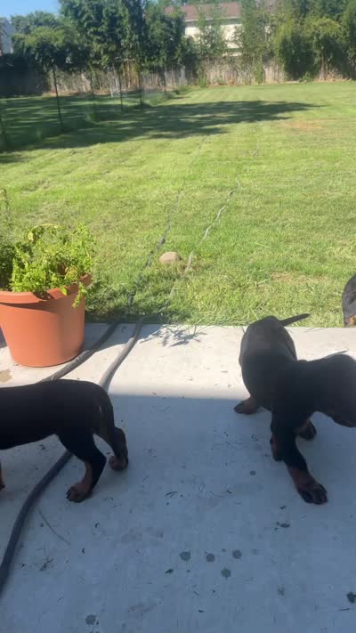 Blackie jr, a male Rottweiler for sale in Central Islip, NY – 3 of 3