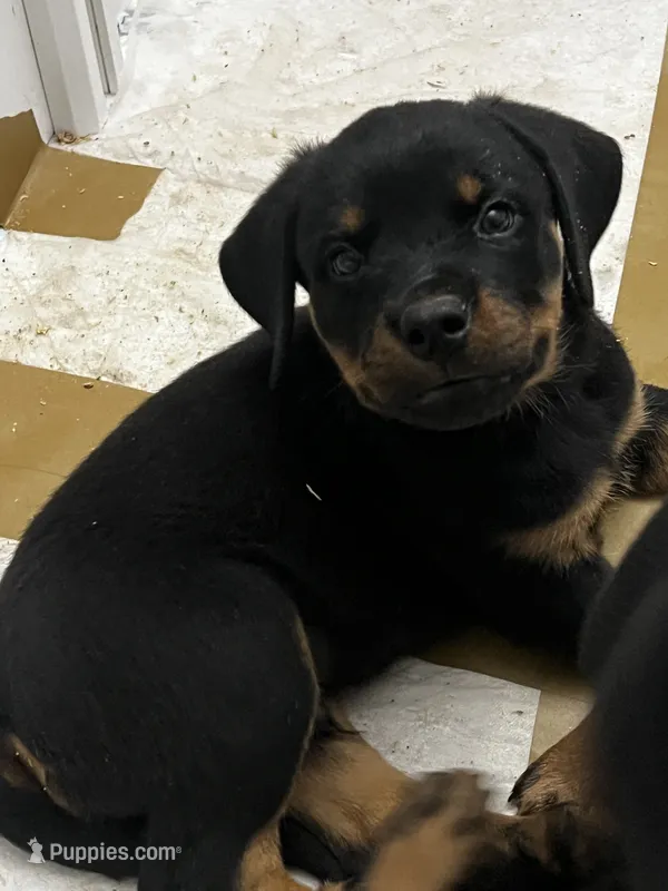 Kree – Rottweiler puppy for sale in Central Islip, NY