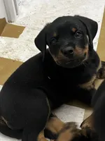 Kree, a male Rottweiler for sale in Central Islip, NY – 1 of 3