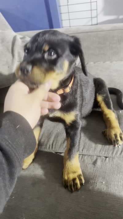 Thanos, a male Rottweiler for sale in Central Islip, NY – 1 of 1