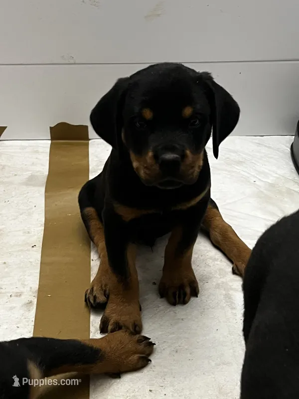 Zack – Rottweiler puppy for sale in Central Islip, NY