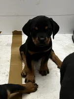 Zack, a male Rottweiler for sale in Central Islip, NY – 1 of 1