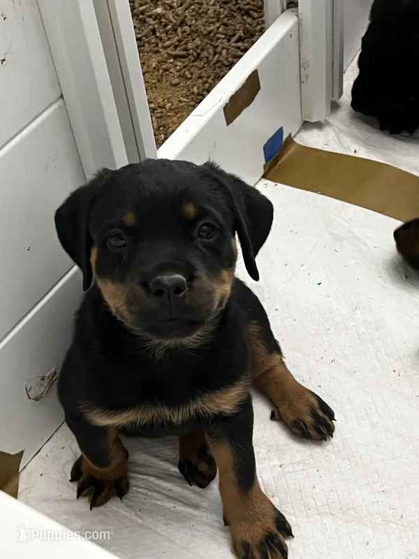Jack – Rottweiler puppy for sale in Central Islip, NY