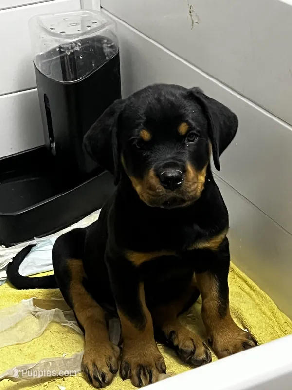 Mini – Rottweiler puppy for sale in Central Islip, NY