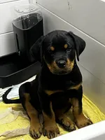 Mini, a female Rottweiler for sale in Central Islip, NY – 1 of 2