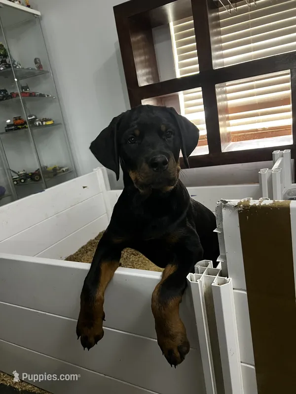 Bella – Rottweiler puppy for sale in Central Islip, NY