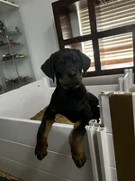Bella, a female Rottweiler for sale in Central Islip, NY – 1 of 3