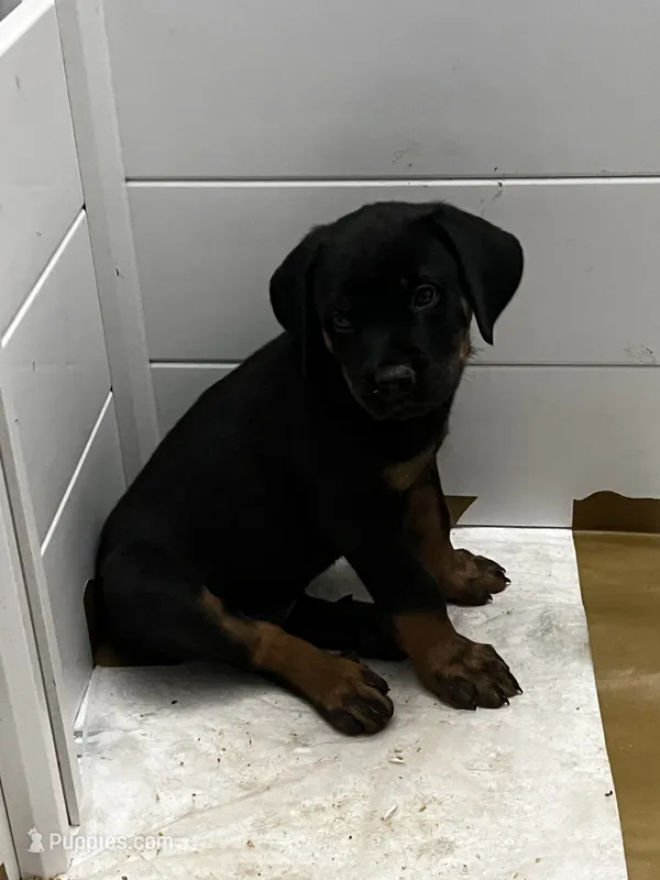 Liz – Rottweiler puppy for sale in Central Islip, NY