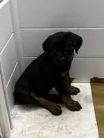 Liz, a female Rottweiler for sale in Central Islip, NY – 1 of 1