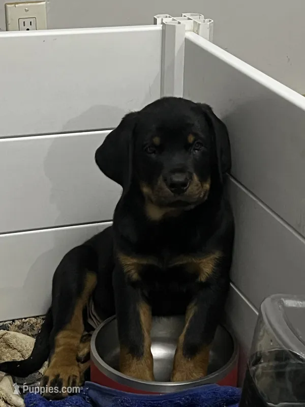 Zoey – Rottweiler puppy for sale in Central Islip, NY