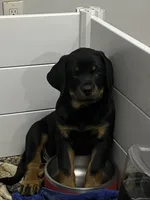 Zoey, a female Rottweiler for sale in Central Islip, NY – 1 of 3