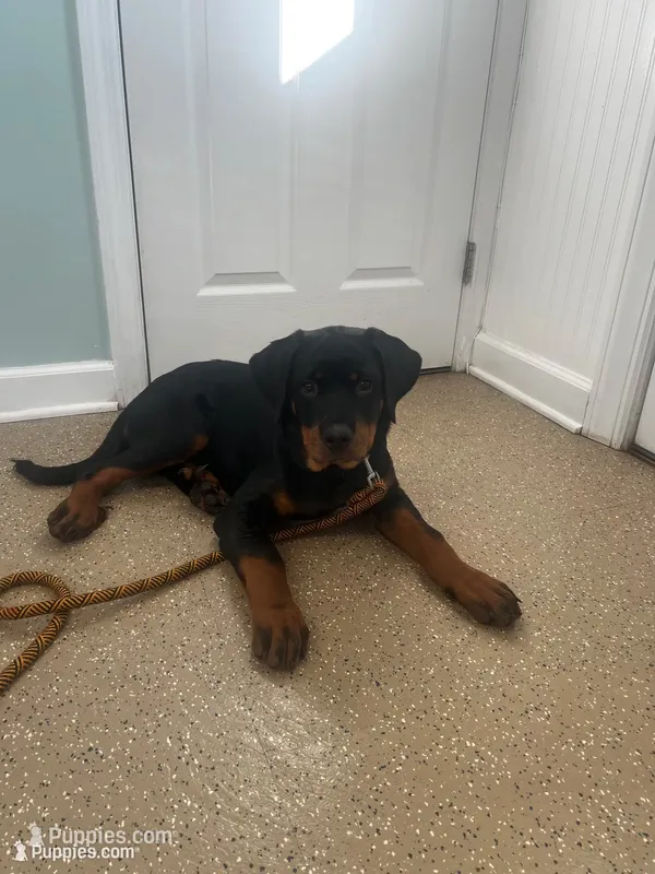 Debbie – Rottweiler puppy for sale in Central Islip, NY