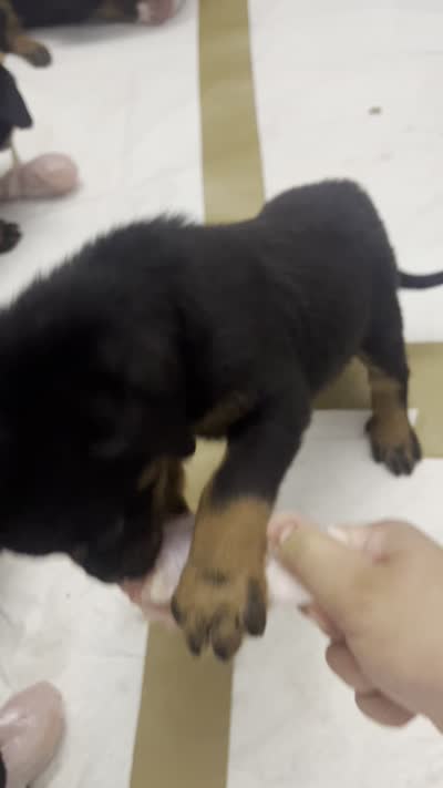 Kratos, a male Rottweiler for sale in Central Islip, NY – 1 of 1
