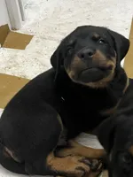 Kree, a male Rottweiler for sale in Central Islip, NY – 2 of 3