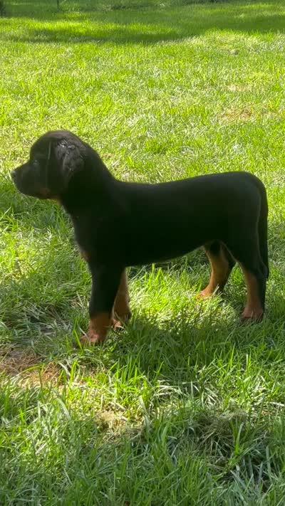 Blackie jr, a male Rottweiler for sale in Central Islip, NY – 2 of 3
