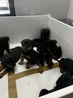 Debbie, a female Rottweiler for sale in Central Islip, NY – 2 of 3