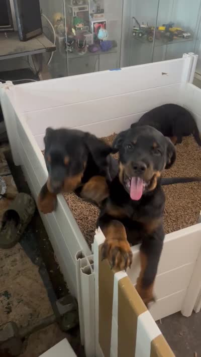 Zoey, a female Rottweiler for sale in Central Islip, NY – 2 of 3
