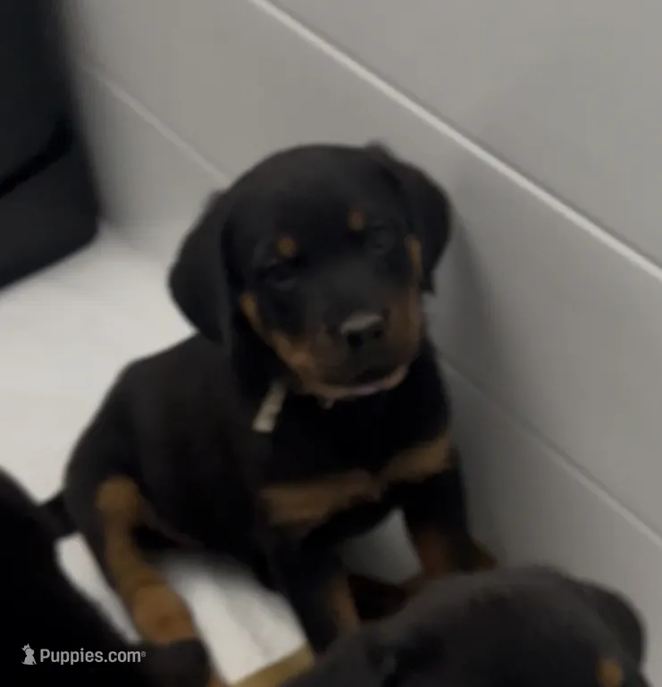 Kratos – Rottweiler puppy for sale in Central Islip, NY