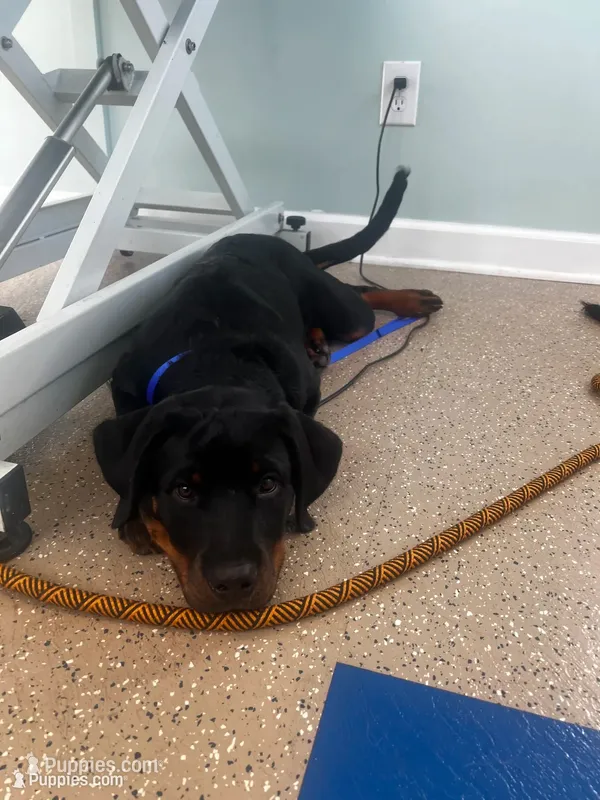 Zoey – Rottweiler puppy for sale in Central Islip, NY