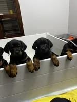 Mini, a female Rottweiler for sale in Central Islip, NY – 2 of 2