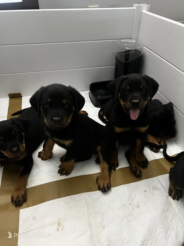Kratos – Rottweiler puppy for sale in Central Islip, NY