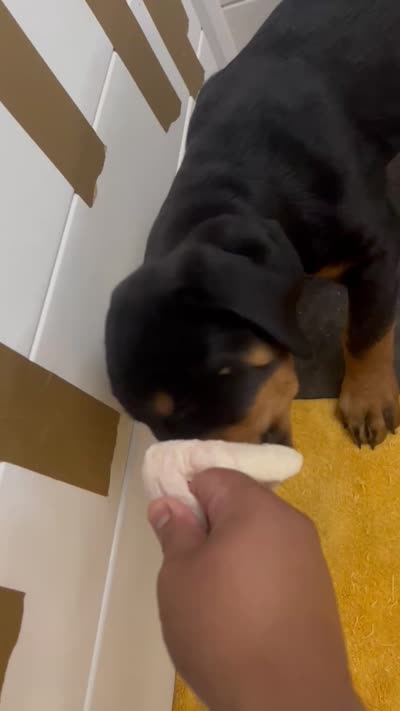 Zoey, a female Rottweiler for sale in Central Islip, NY – 3 of 3