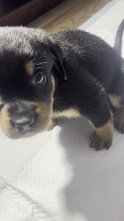 mini, a female Rottweiler for sale in Central Islip, NY – 1 of 1