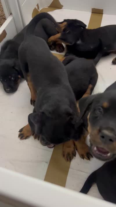 Kree, a male Rottweiler for sale in Central Islip, NY – 3 of 3