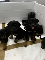 Jack, a male Rottweiler for sale in Central Islip, NY – 2 of 4