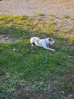 Tink, a female Jack Russell Terrier for sale in Davenport, IA – Photo 7 of 7