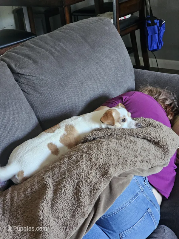 Tink – Jack Russell Terrier puppy for sale in Davenport, IA