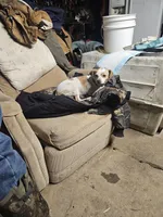 Tink, a female Jack Russell Terrier for sale in Davenport, IA – Photo 2 of 7