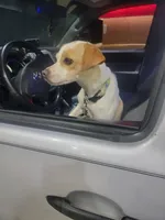 Tink, a female Jack Russell Terrier for sale in Davenport, IA – Photo 4 of 7