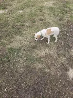 Tink, a female Jack Russell Terrier for sale in Davenport, IA – Photo 6 of 7