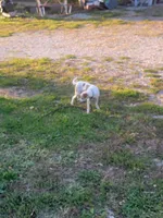 Tink, a female Jack Russell Terrier for sale in Davenport, IA – Photo 5 of 7