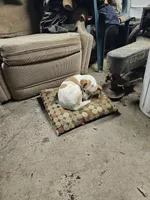 Tink, a female Jack Russell Terrier for sale in Davenport, IA – Photo 3 of 7