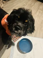 Elvis , a male Cocker Spaniel for sale in Dillon, SC – Photo 1 of 2