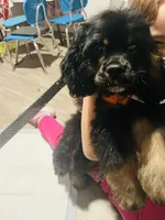 Elvis , a male Cocker Spaniel for sale in Dillon, SC – Photo 2 of 2