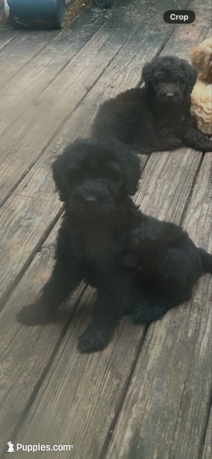Butterball (f1b), a male Goldendoodle for sale in Mcdonough, GA – 5 of 5