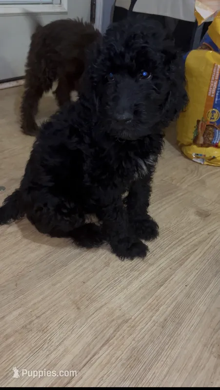 Shadow (f1b) – Goldendoodle puppy for sale in Mcdonough, GA
