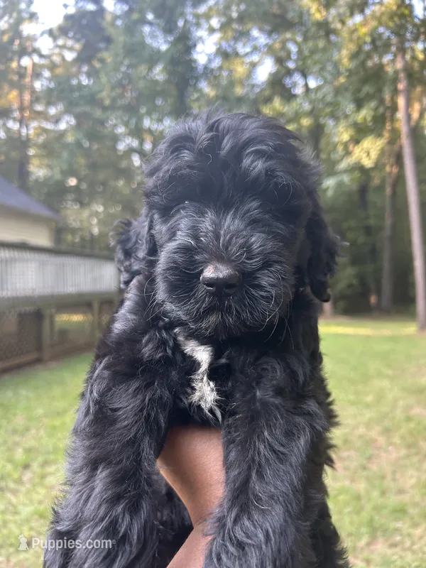 Pepper – Goldendoodle puppy for sale in Mcdonough, GA