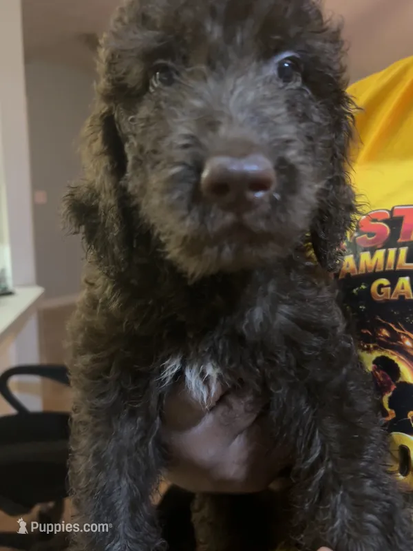Bubba (f1b) – Goldendoodle puppy for sale in Mcdonough, GA