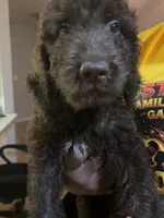 Bubba (f1b), a male Goldendoodle for sale in Mcdonough, GA – 1 of 4