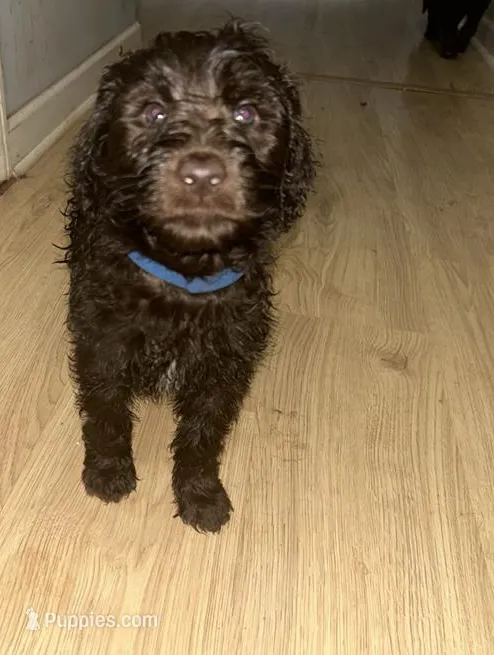 Mr. Blue (Brown and White)